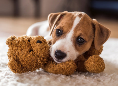 Ravensburger pusle 500 tk: armas kutsikas 12001903V