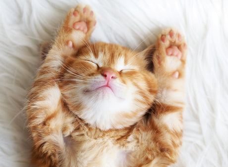 Ravensburger pusle 500 tk: magav kiisu 12001905V